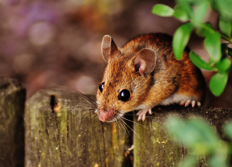 Mice Control Edmonton