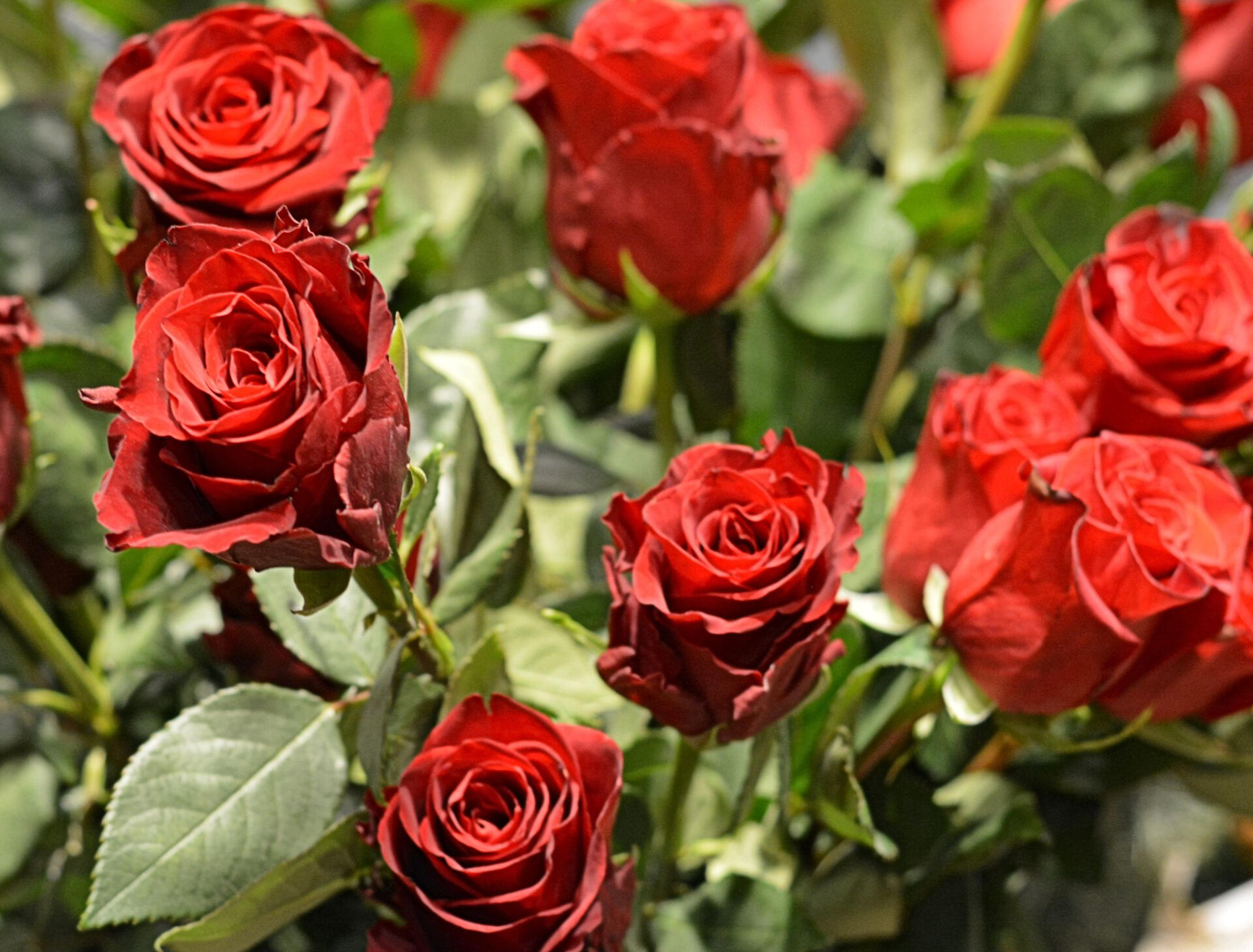 florist in Edmonton